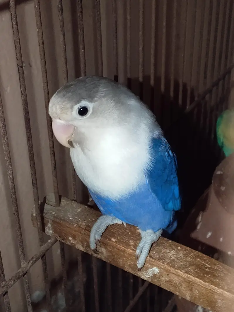 breeder love birds pair — photo 5