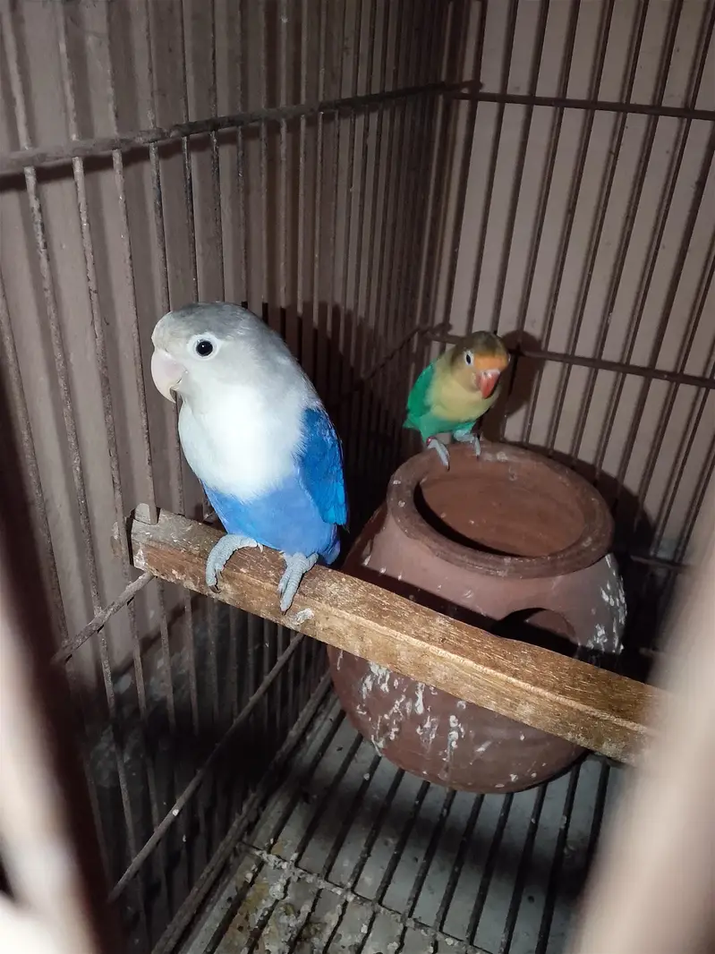 breeder love birds pair — photo 6