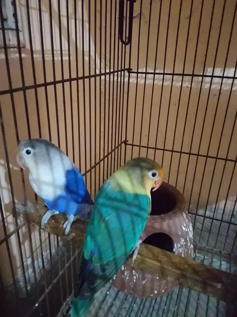 breeder love birds pair — photo 7