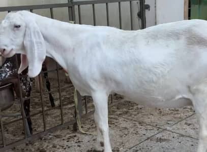 Ranjanpuri makhi cheeni goats