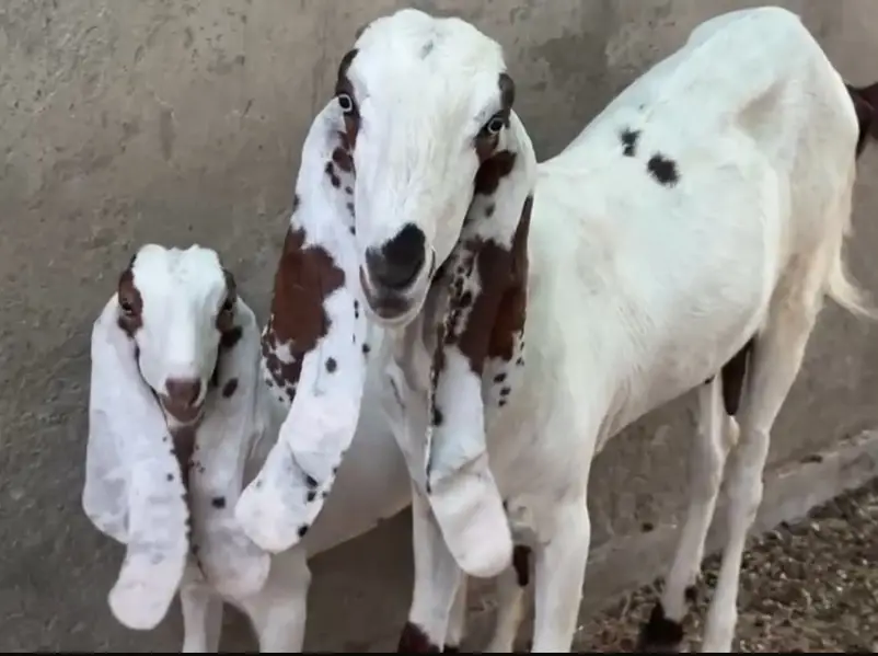 Ranjanpuri makhi cheeni goats — photo 2