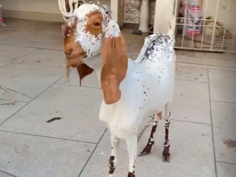 Ranjanpuri makhi cheeni goats — photo 3