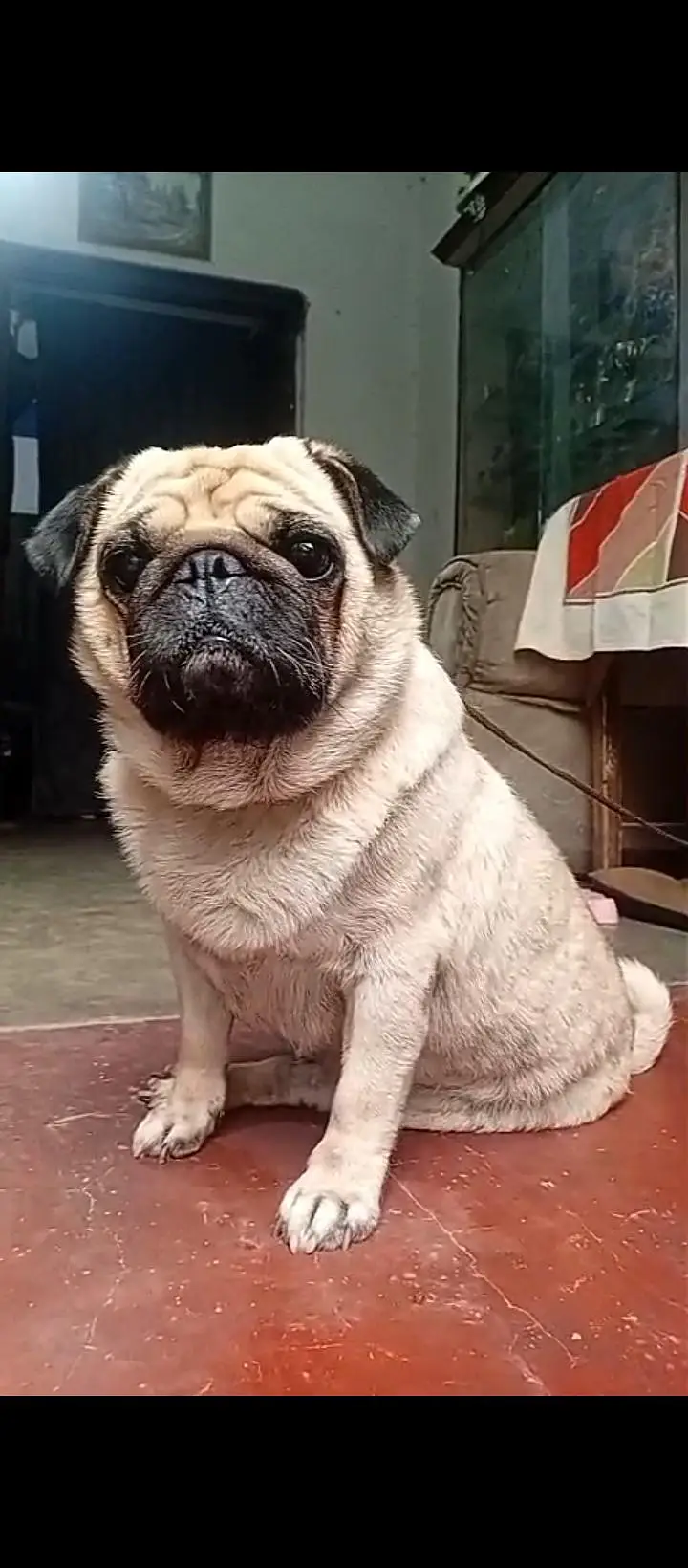 Pug Stud male for Sale and Stud — photo 2