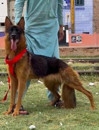 pure garman shepherd long caot breeder female healthy and active