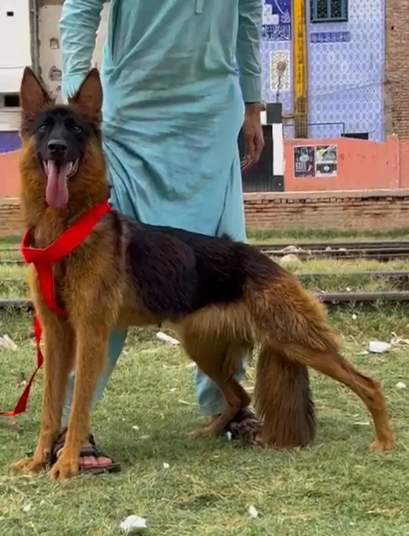 pure garman shepherd long caot breeder female healthy and active