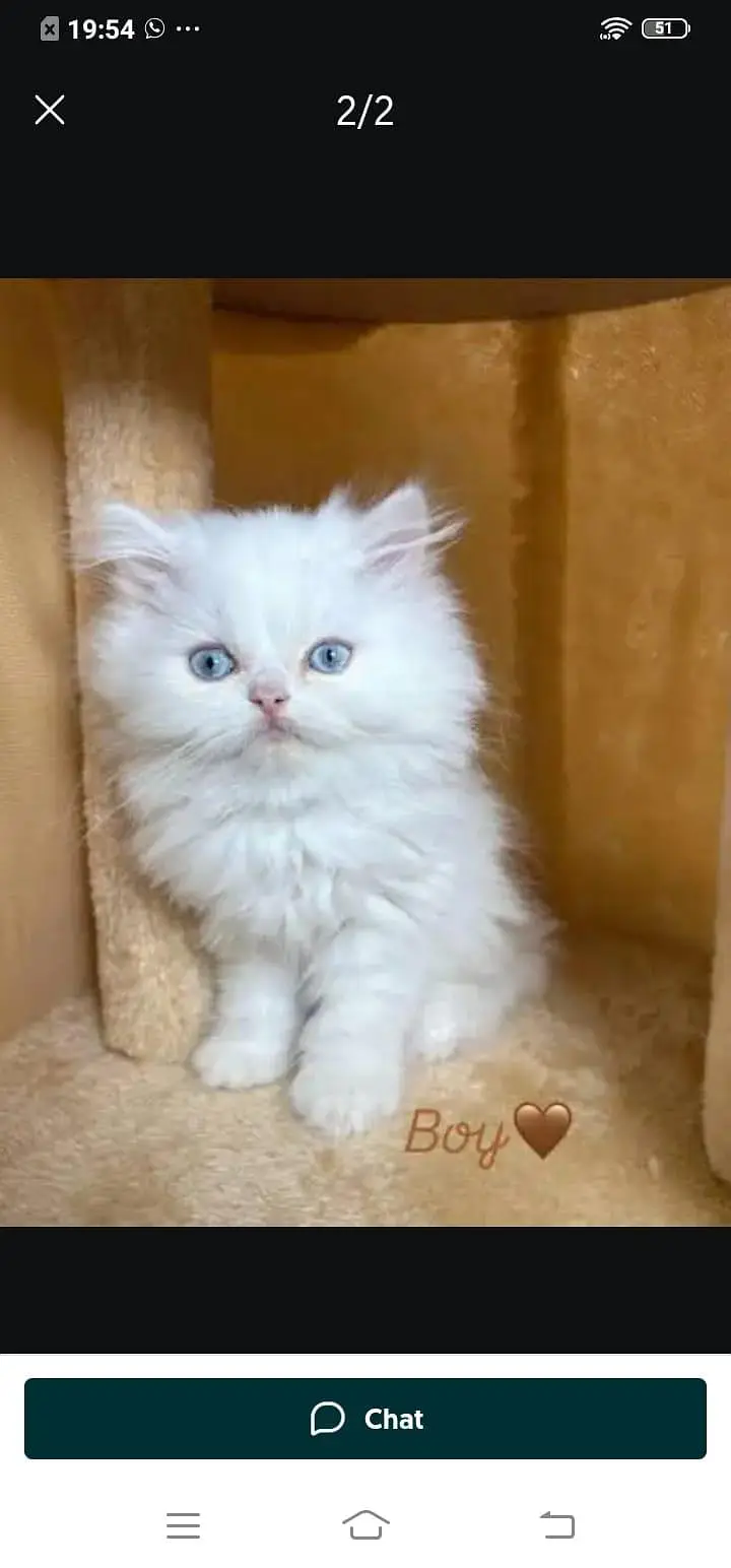 Persian cat for sale male or female my WhatsApp320=817=53=94 — photo 4