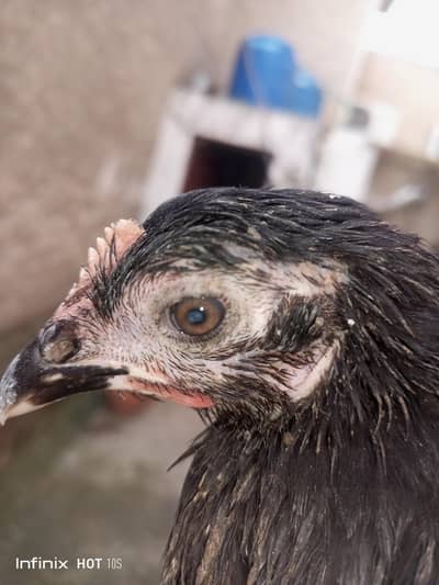 female austrolop for sale