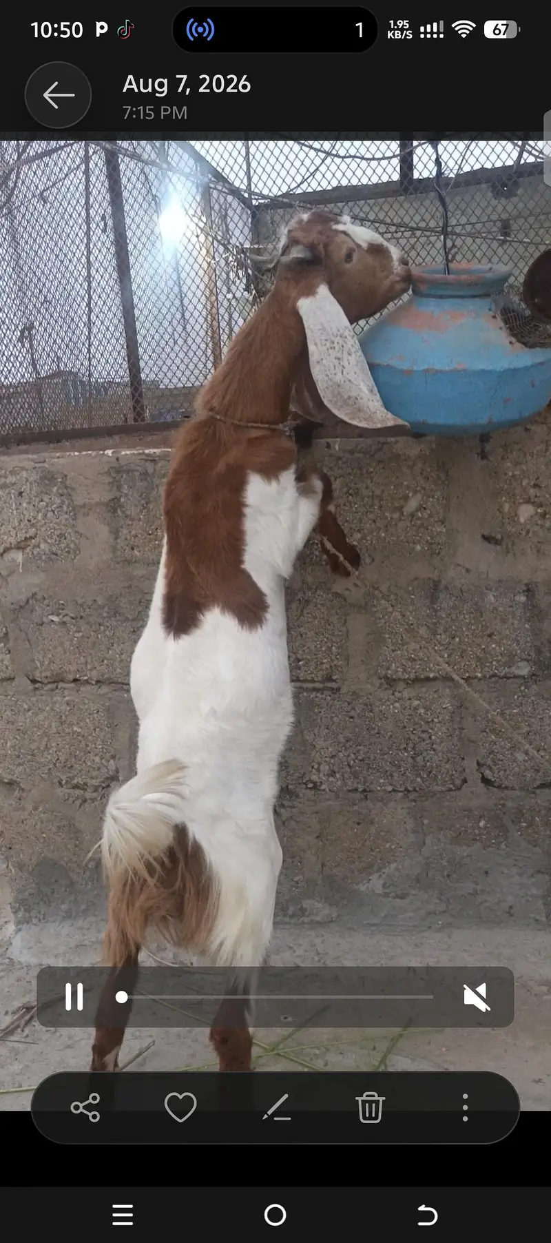 5 mahine ka Bakre ka baccha 03162620039