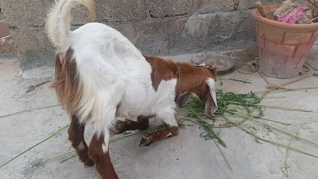 5 mahine ka Bakre ka baccha 03162620039 — photo 2