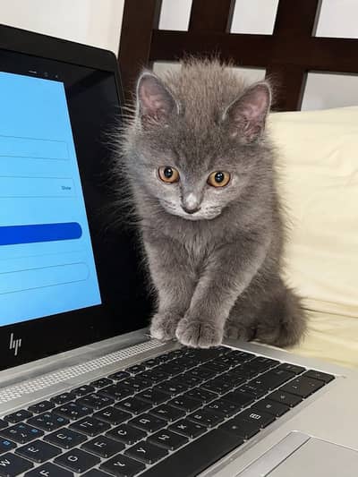 Male Grey Kitten Available for Adoption/Sale