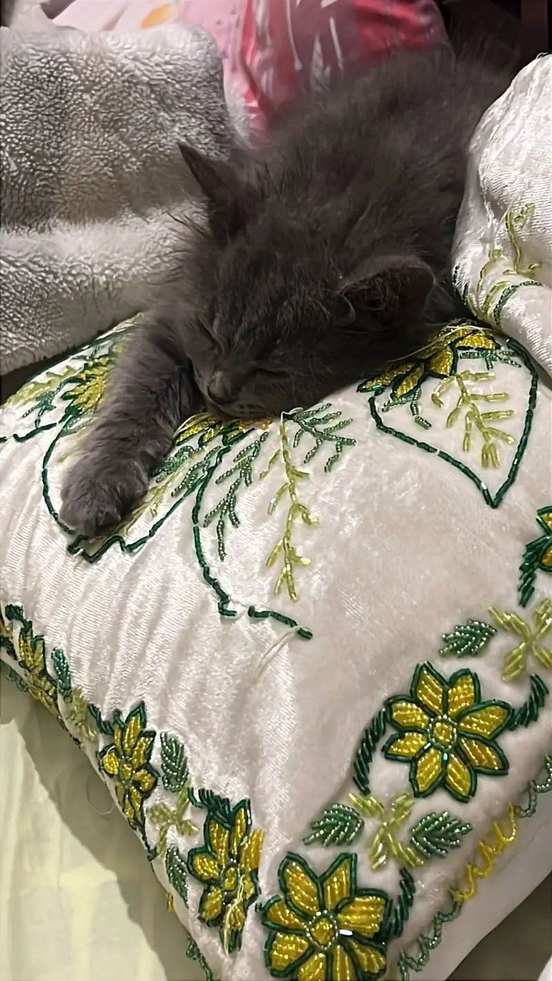 Male Grey Kitten Available for Adoption/Sale — photo 2