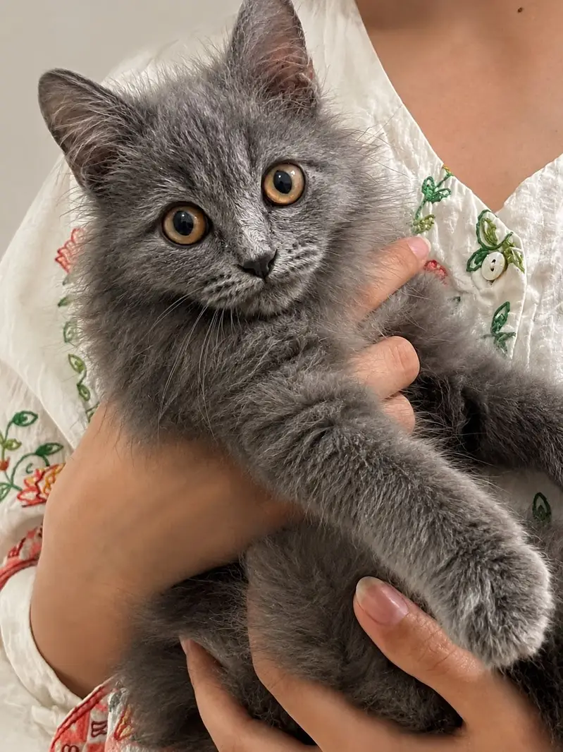Male Grey Kitten Available for Adoption/Sale — photo 3