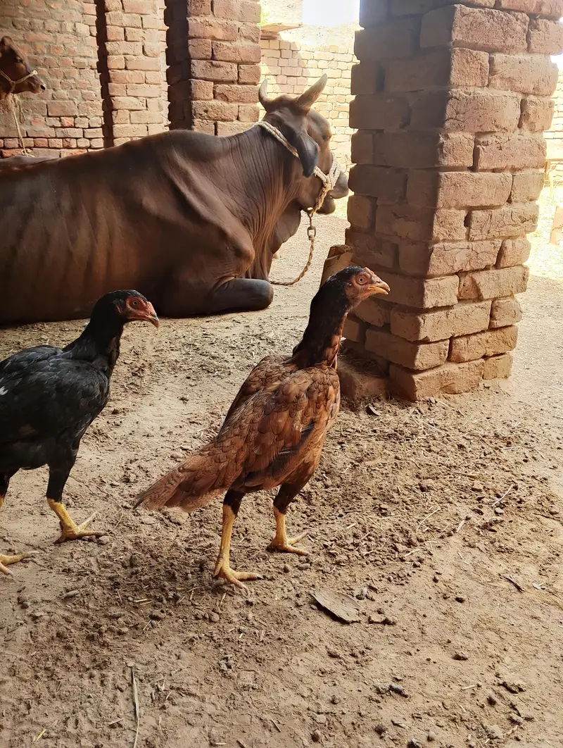 aseel bht achi quality k han — photo 2