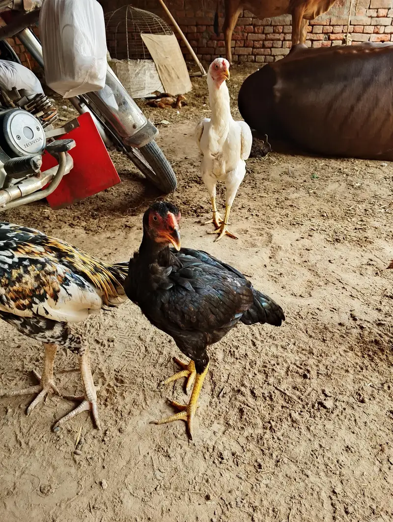 aseel bht achi quality k han — photo 4