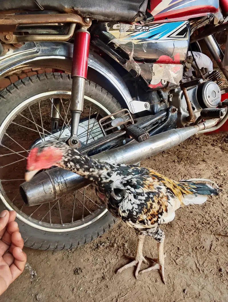 aseel bht achi quality k han — photo 5