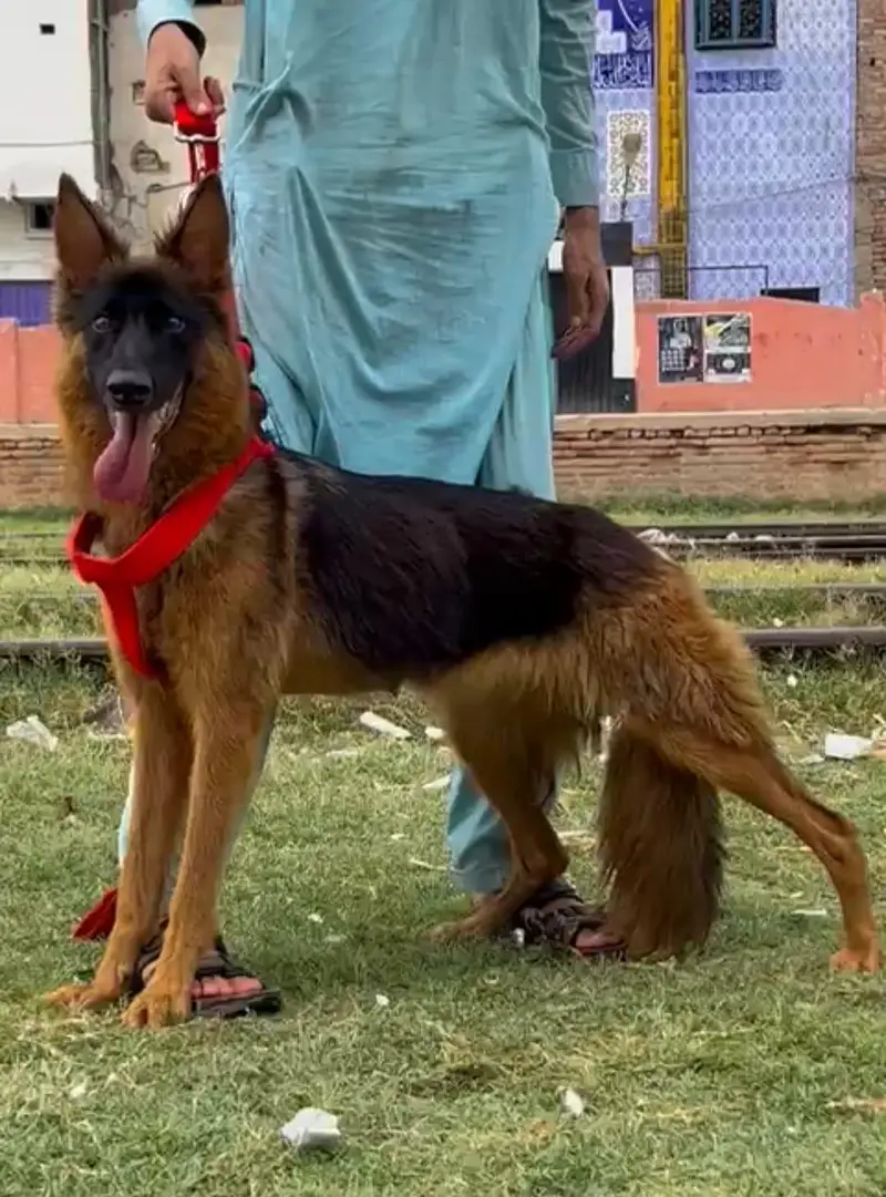 pure garman shepherd long caot breeder female healthy and active — photo 2