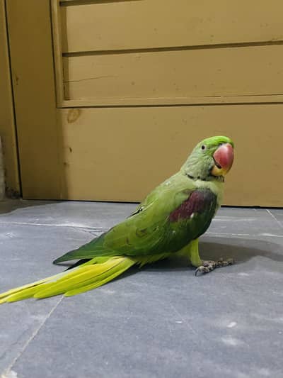 Raw parrot urgent sale