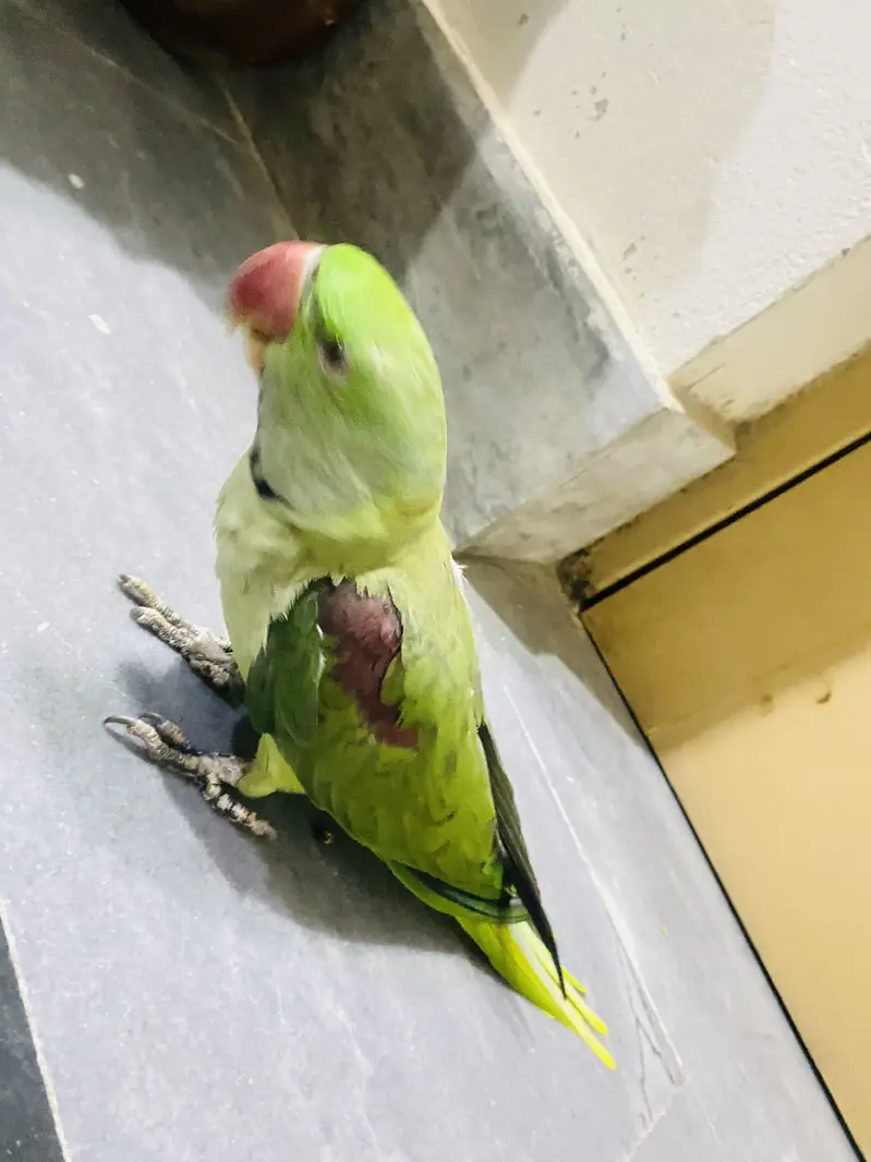 Raw parrot urgent sale — photo 2