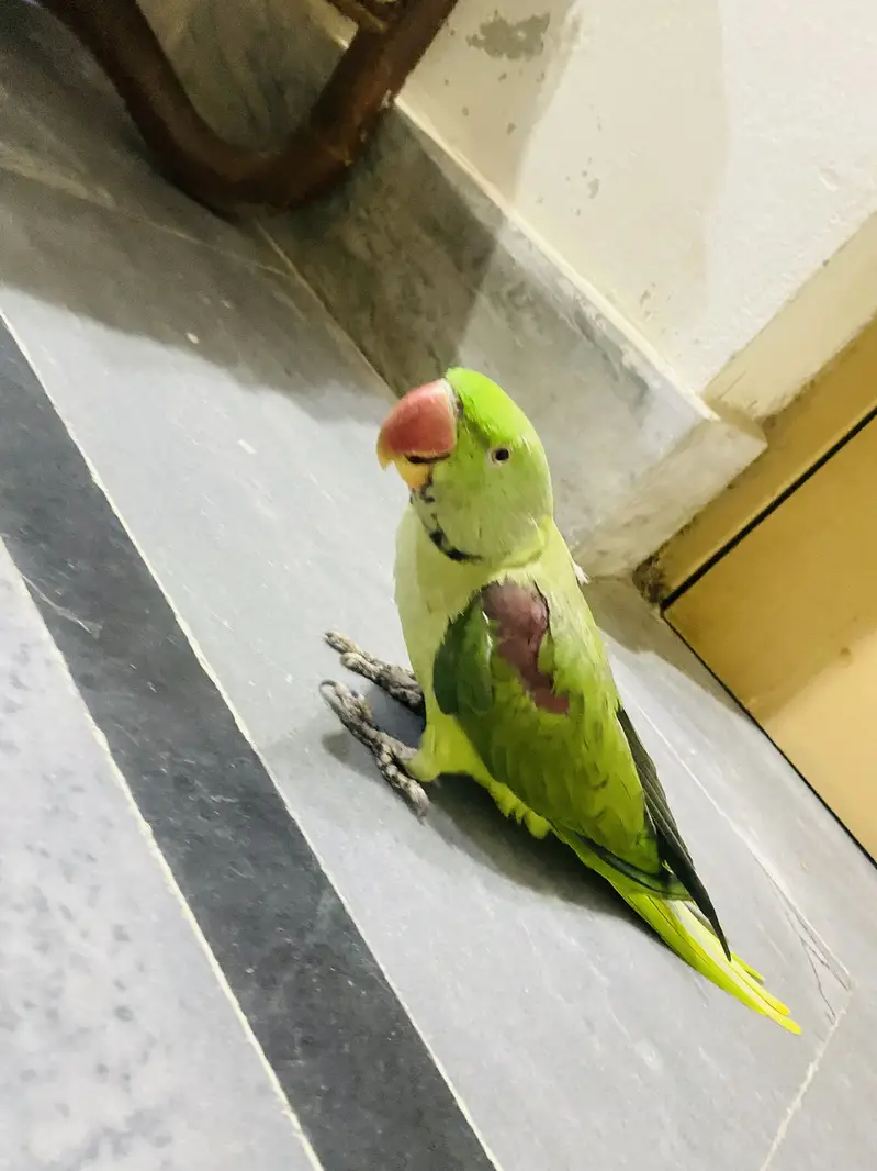 Raw parrot urgent sale — photo 3