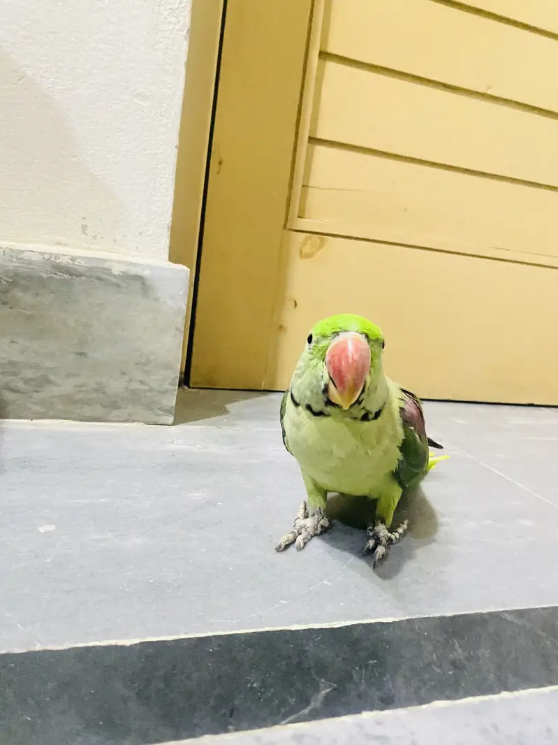 Raw parrot urgent sale — photo 4
