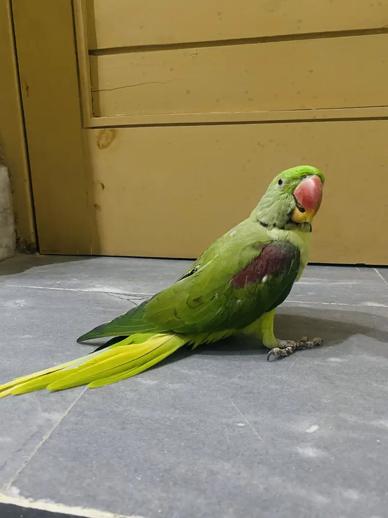 Raw parrot urgent sale — photo 5