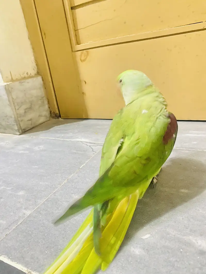 Raw parrot urgent sale — photo 6