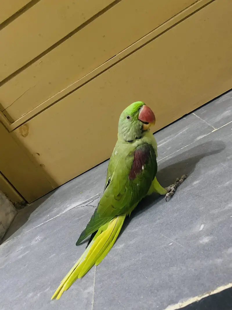 Raw parrot urgent sale — photo 7