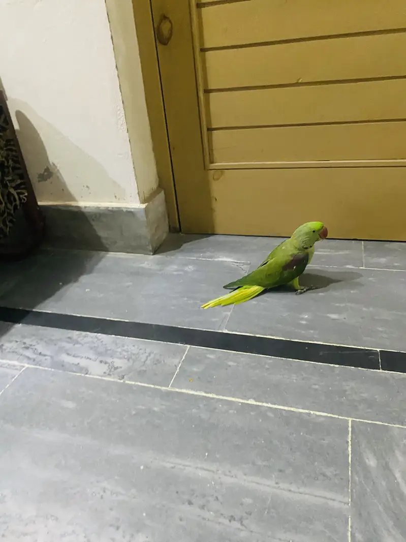 Raw parrot urgent sale — photo 8