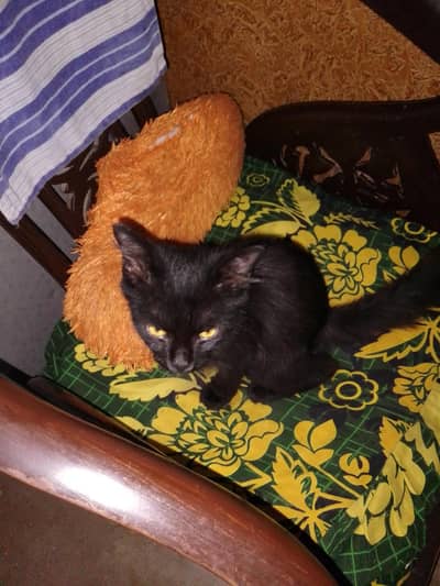 Cute Pure Black Kitten | Playful & Litter Trained
