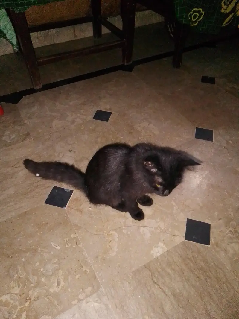Cute Pure Black Kitten | Playful & Litter Trained — photo 2