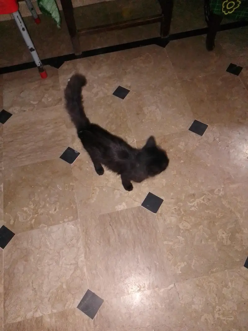Cute Pure Black Kitten | Playful & Litter Trained — photo 3