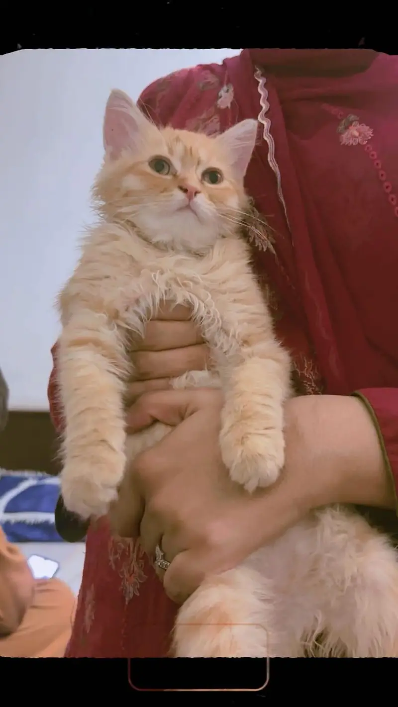 yellow full playful cat — photo 2