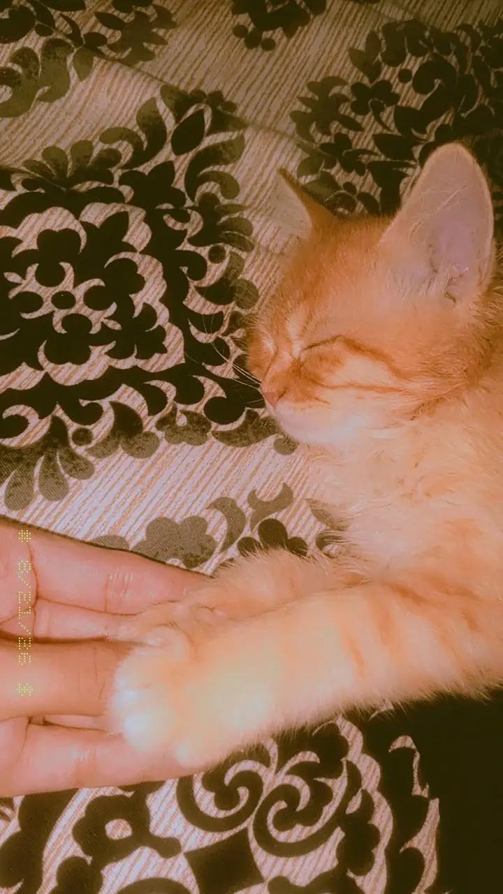 yellow full playful cat — photo 3