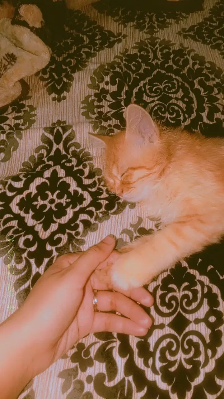 yellow full playful cat — photo 4