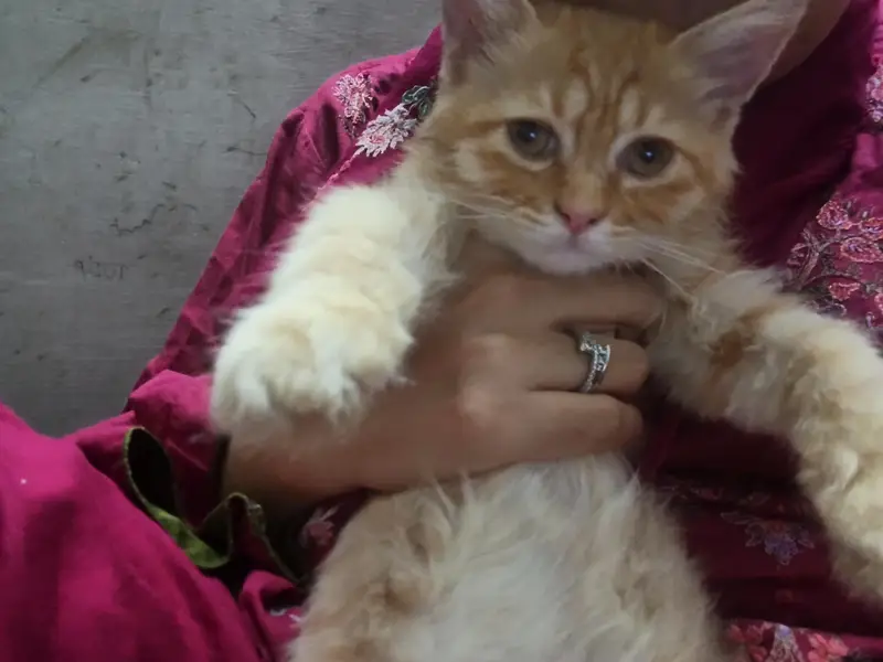 yellow full playful cat — photo 5