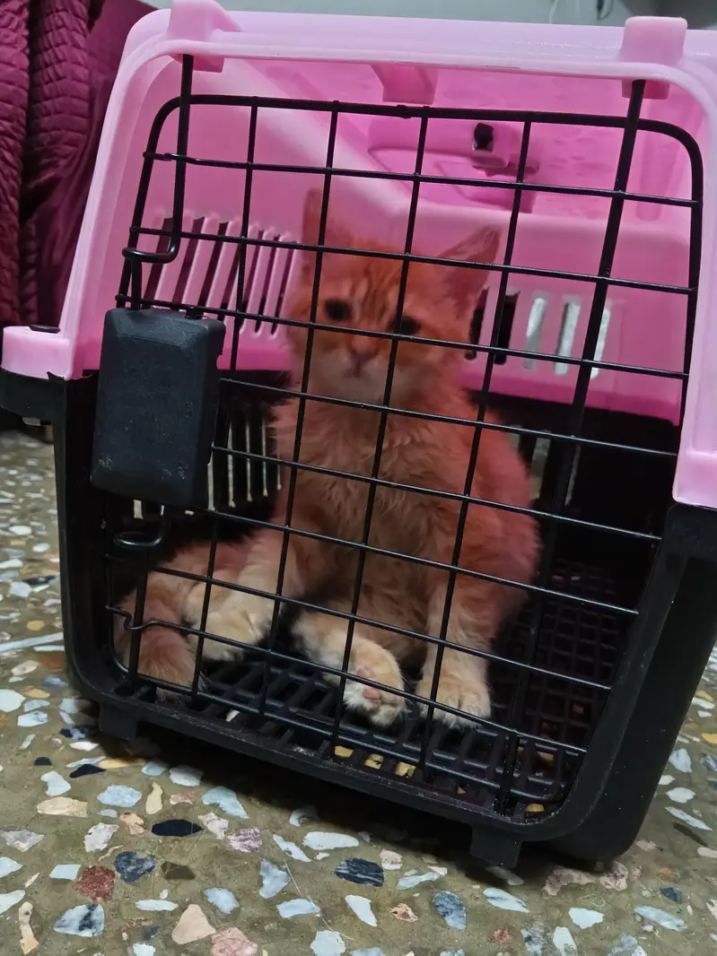 yellow full playful cat — photo 8