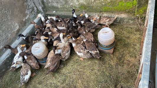 Desi white ducks breeder (male or female )