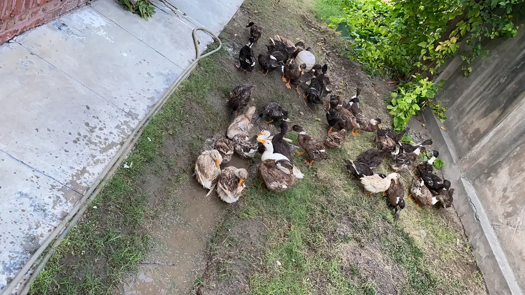 Desi white ducks breeder (male or female ) — photo 2