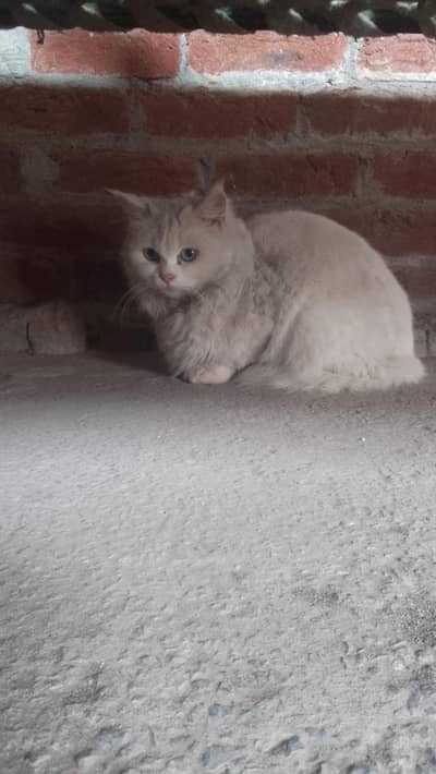 feml cat for sale