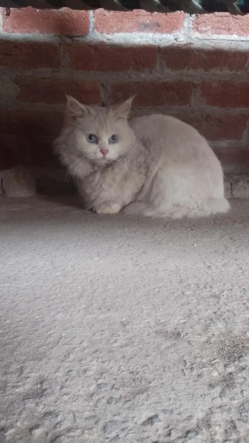 feml cat for sale — photo 2