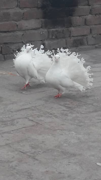 breeder pair for sale