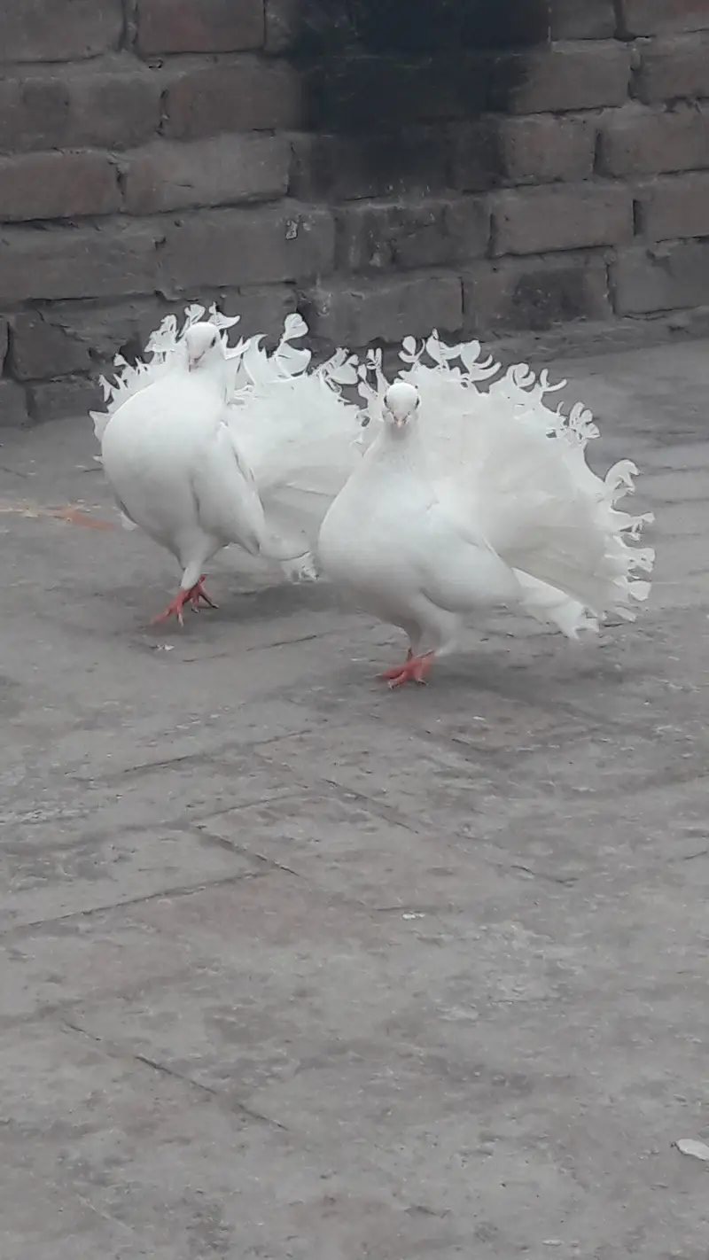 breeder pair for sale