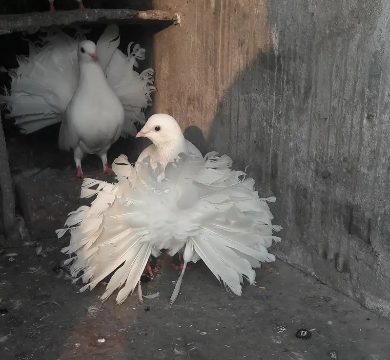 breeder pair for sale — photo 3