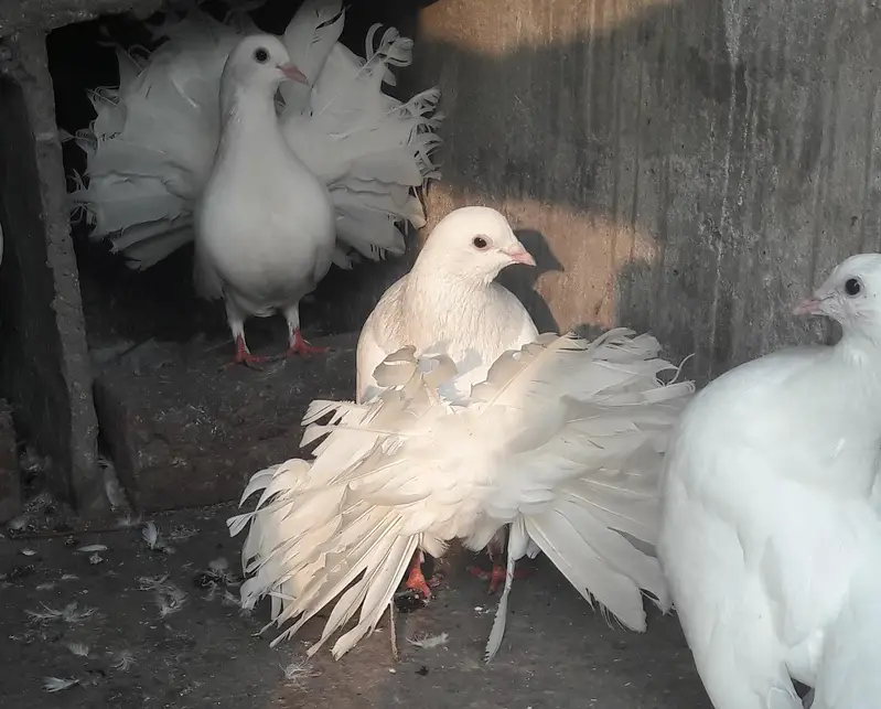 breeder pair for sale — photo 4
