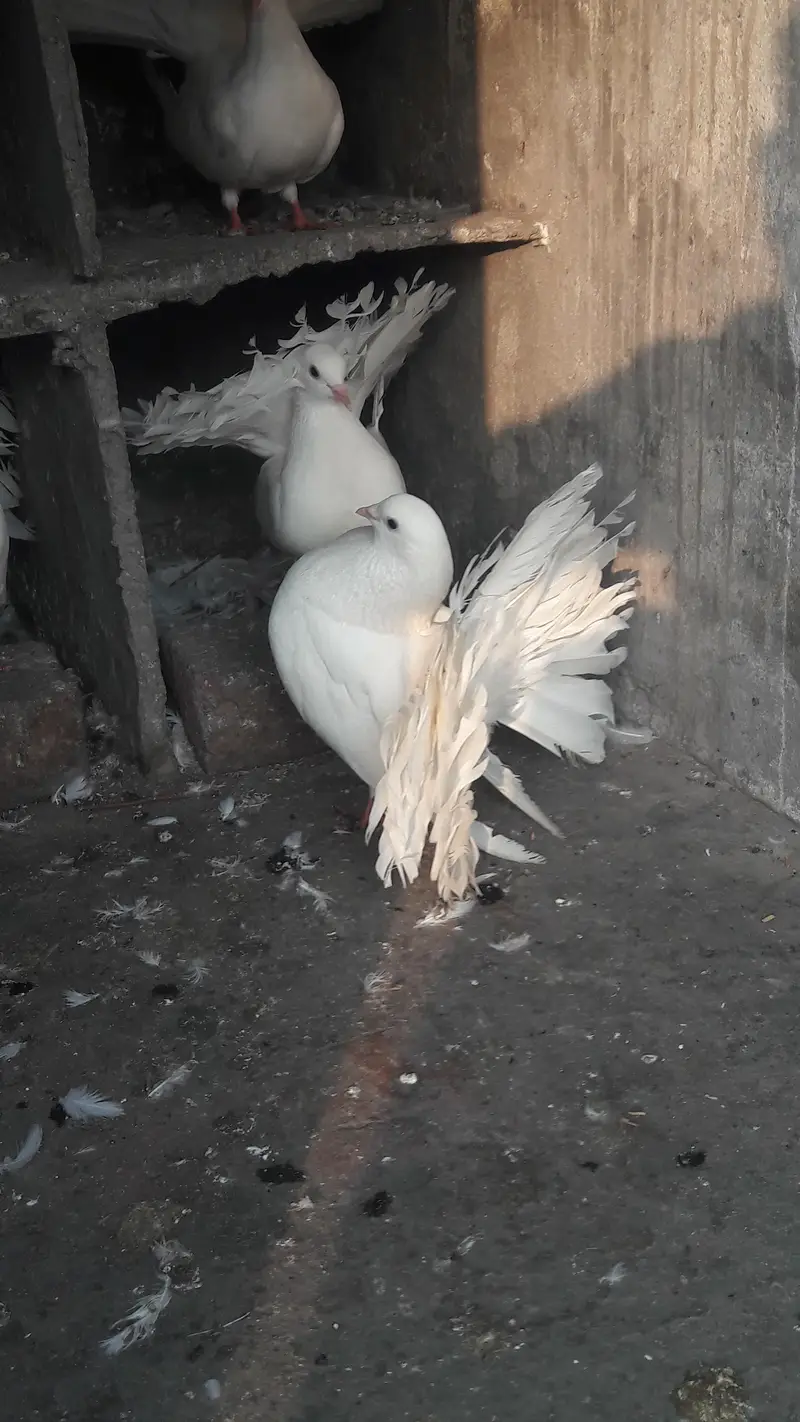 breeder pair for sale — photo 5