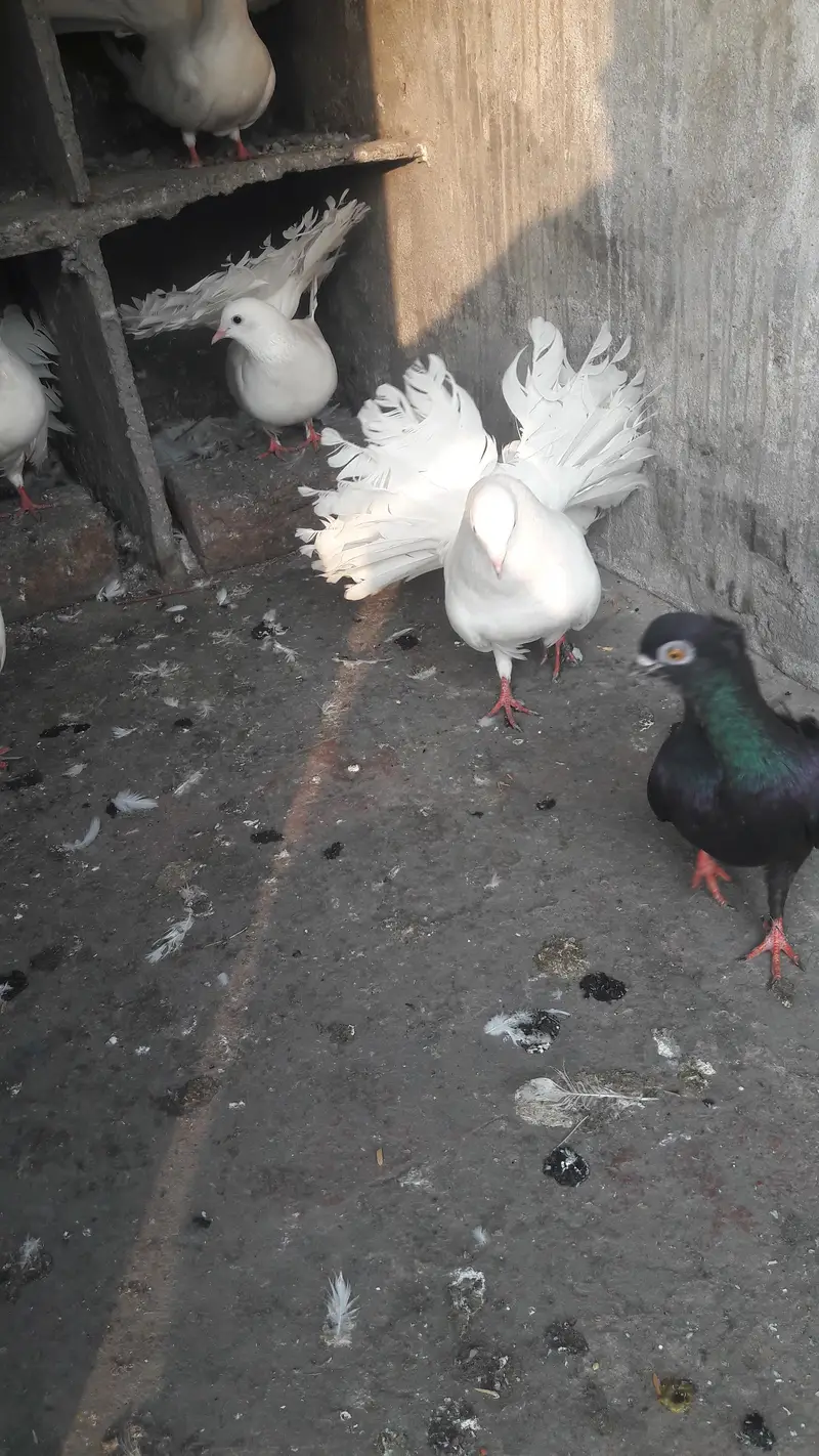 breeder pair for sale — photo 6