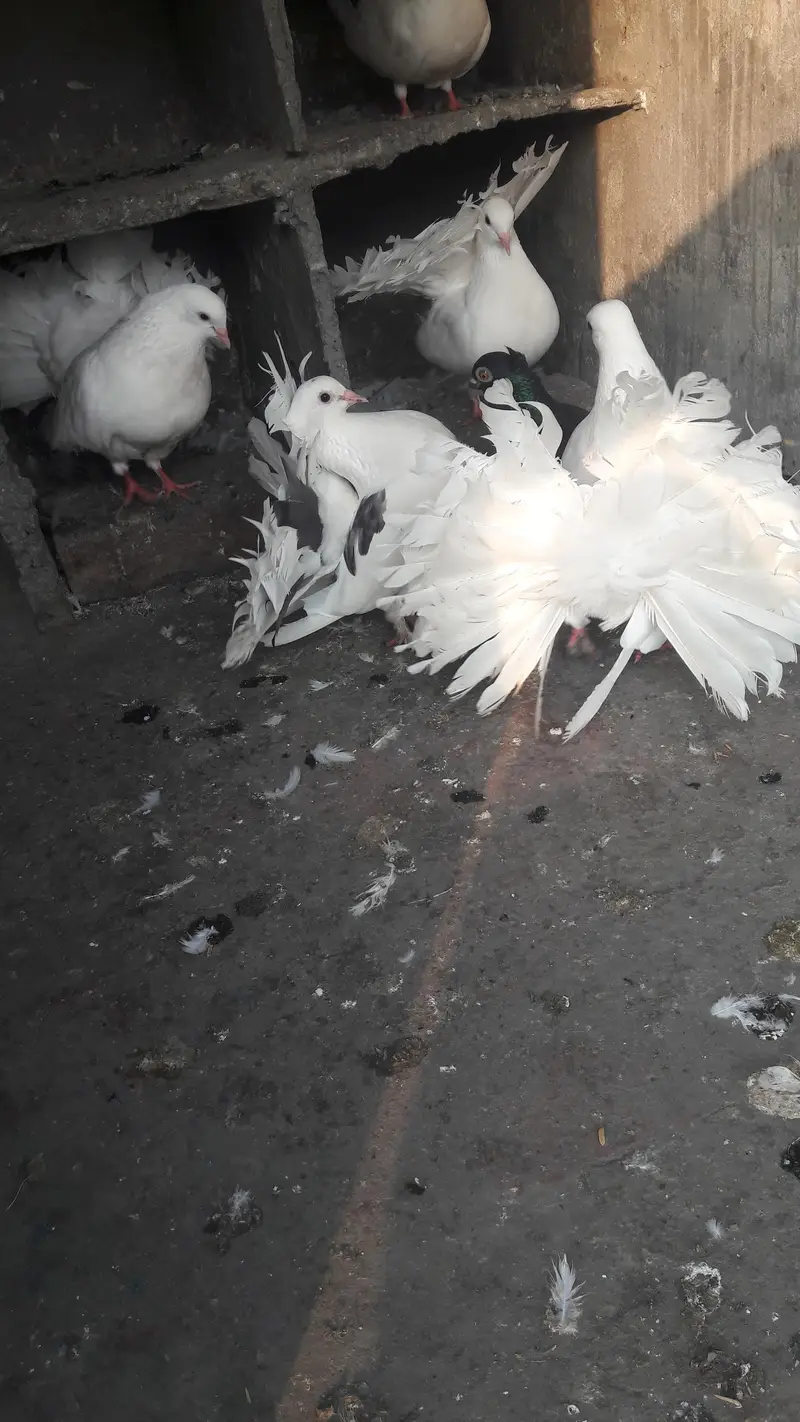 breeder pair for sale — photo 7