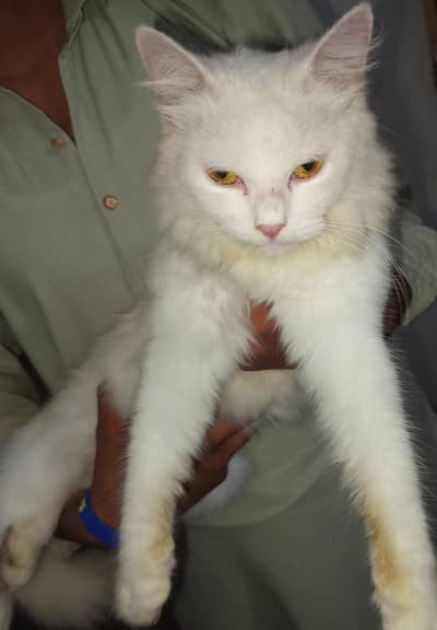 Persian