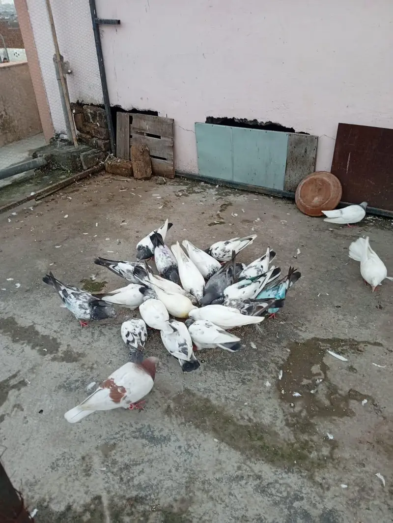pigeon for sale