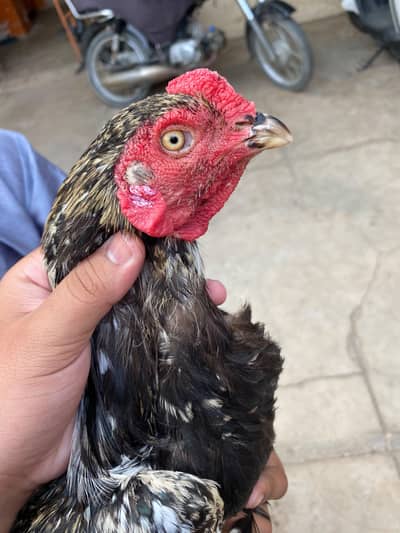 pair ha eggs per ha